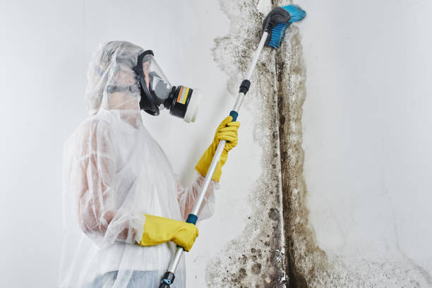 Best Mold Cleaning Services  in Rahway, NJ