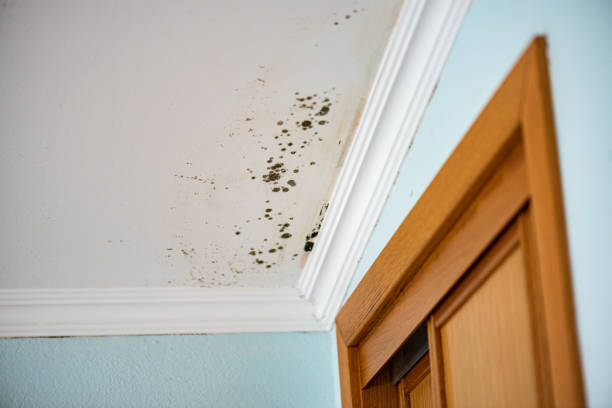 Trusted Rahway, NJ Mold Removal Experts