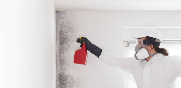  Rahway, NJ Mold Removal Pros