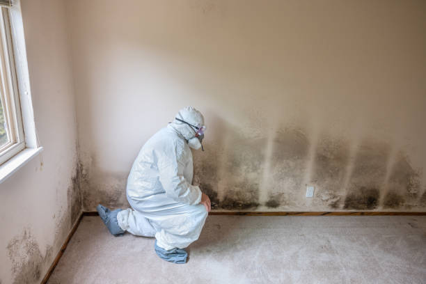 Best Commercial Mold Removal  in Rahway, NJ