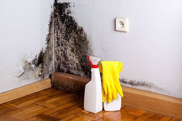 Best Office Mold Removal Services  in Rahway, NJ